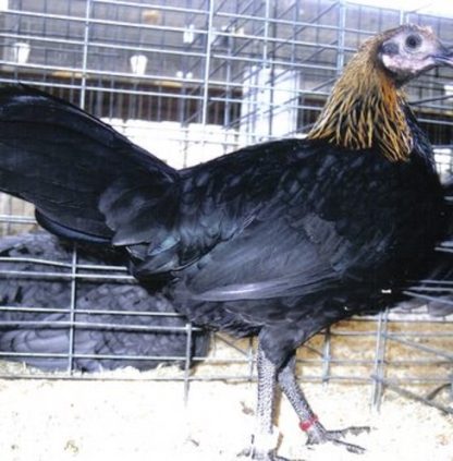 Black Breasted Brown Red Old English Standard Hen