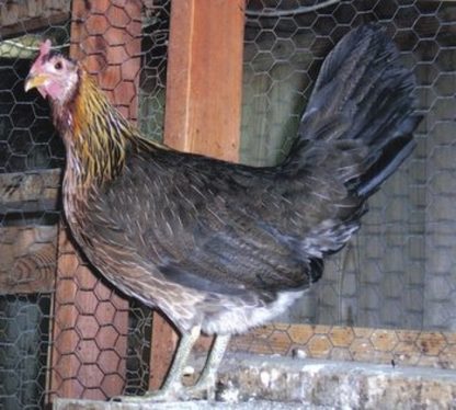 Black Breasted Red Jungle Fowl