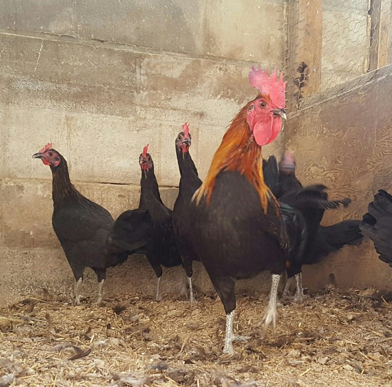 Black Breasted Brown Red Old English Standard