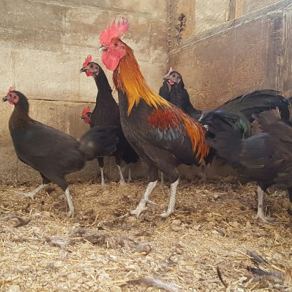 Black Breasted Brown Red Old English Rooster | Cackle Hatchery®