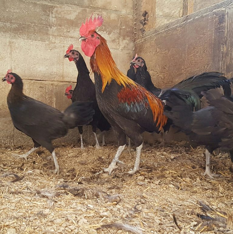 Black Breasted Brown Red Old English Rooster | Cackle Hatchery®