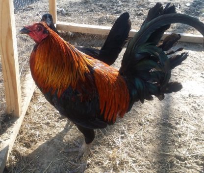 Black Breasted Brown Red Old English Standard Baby Rooster