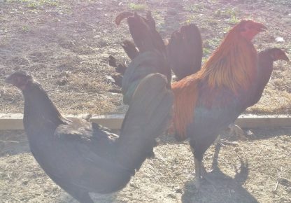 Black Breasted Brown Red Old English Standard Baby Rooster