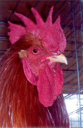 Close up of New Hampshire Chicken Rooster