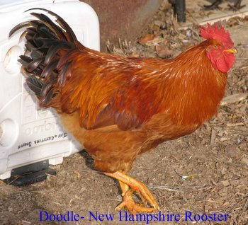 Dear Cackle; Thank you for this nice New Hampshire Chicken Rooster (named Doodle) we purchased from you as a baby chick in the spring of 2009. Crystina, Amery, Wisconsin.