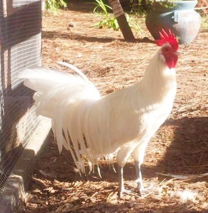 White Phoenix Chicken