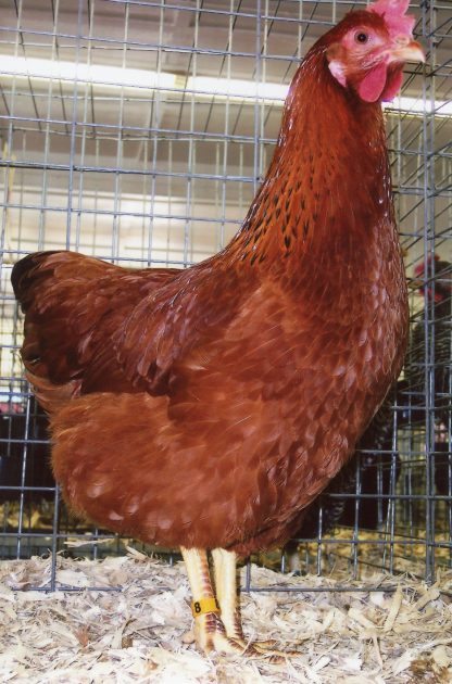 New Hampshire Rooster Breed at Cackle Hatchery®
