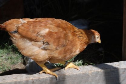 Free Range New Hampshire Chicken