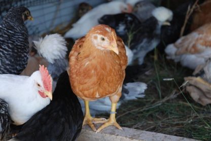 Free Range New Hampshire Chickens