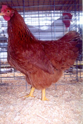 New Hampshire Chicken Hen