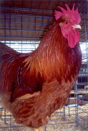 New Hampshire Chicken Rooster