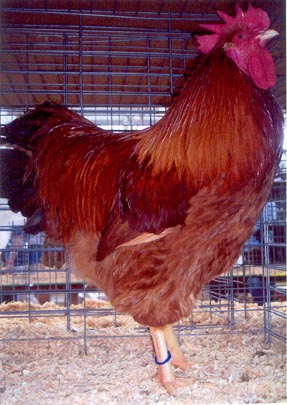 New Hampshire Chicken Rooster Owned/Bred by Rick Jandrey AboveBoard Poultry - Richfield, Ohio