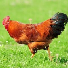 New Hampshire Rooster Breed