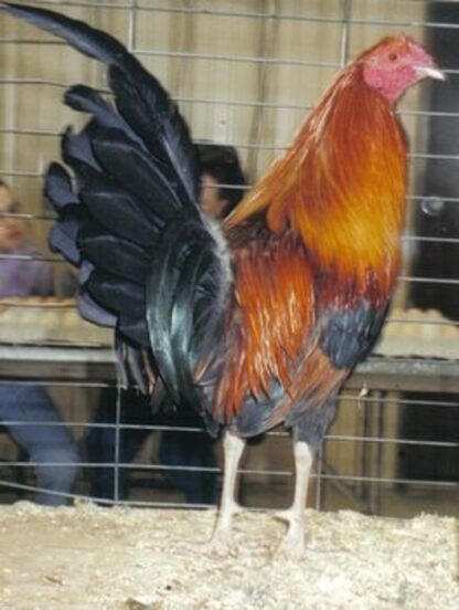 Wheaten Standard Old English Rooster