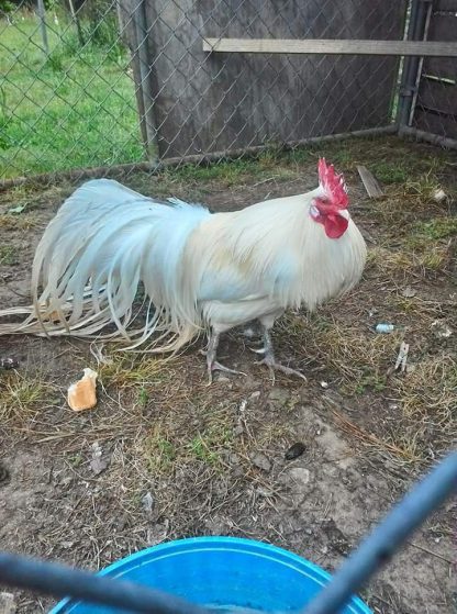 White Phoenix Chicken