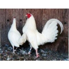 White Standard Old English Rooster and Hen