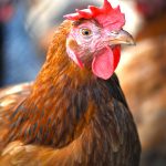 Academic Study Sheds Light on Chicken Intelligence