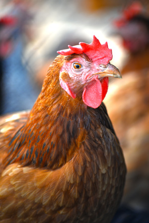 Academic Study Sheds Light on Chicken Intelligence