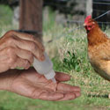 Homemade Hand Sanitizer for Poultry Keepers