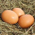 What Is the Best Liner for Chicken Nests?