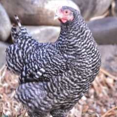 Barred Rock Started Pullet