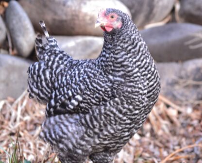 Barred Rock Started Pullet