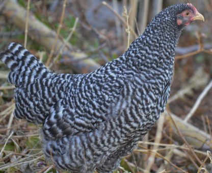 Barred Rock Started Pullet