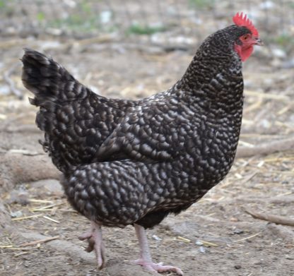 Barred Rock Started Pullet