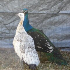 Black Shoulder Peafowl