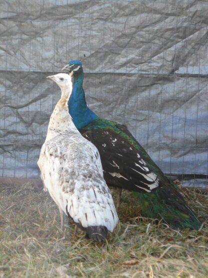 Black Shoulder Peafowl