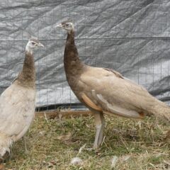 Cameo Peafowl