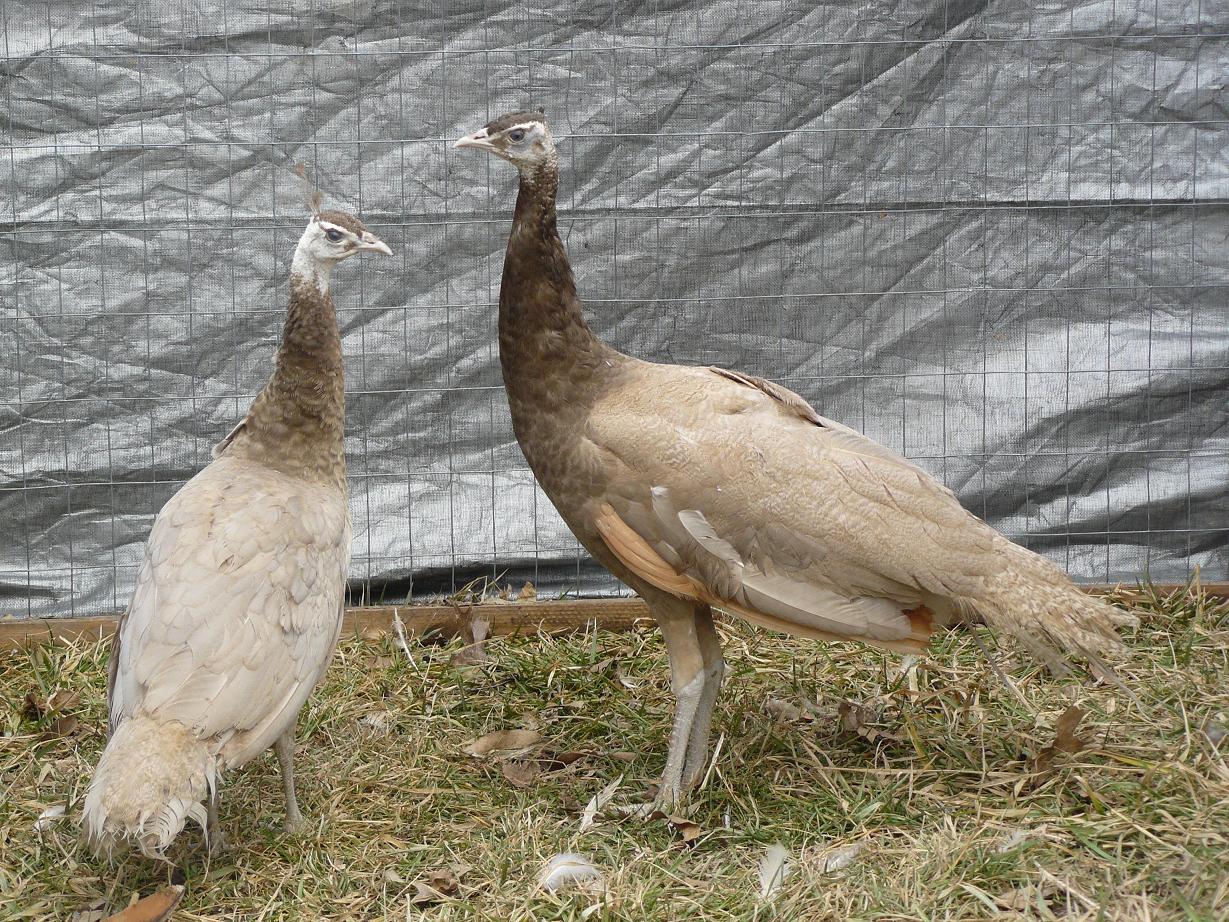 peacock chicks