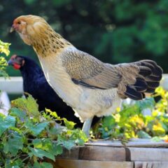 Easter Egger Started Pullet-0