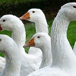 All About Geese