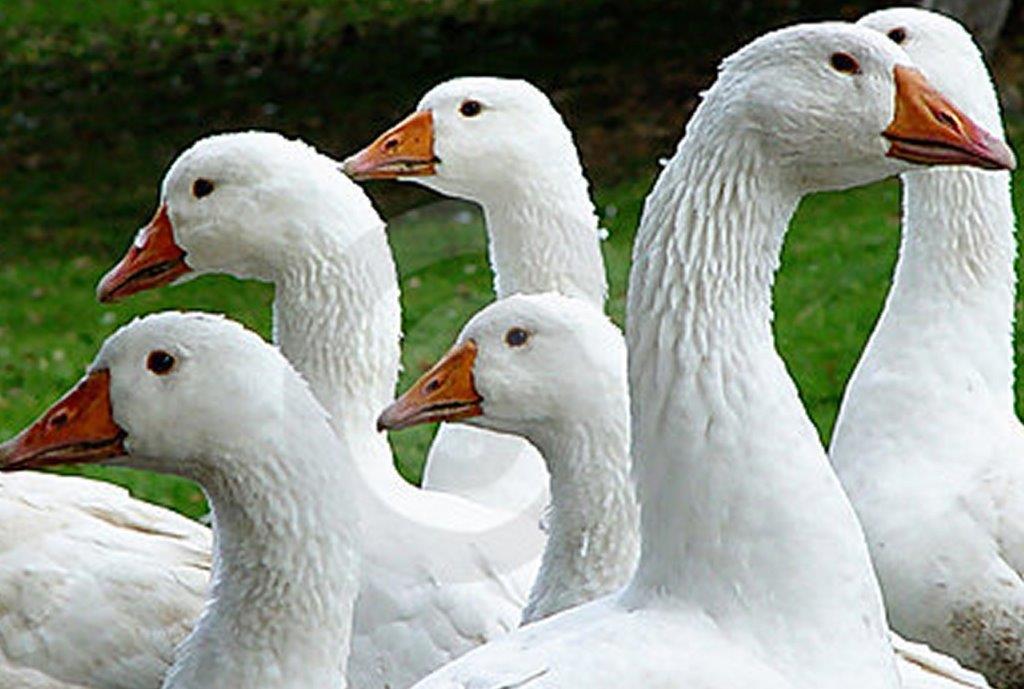 All About Geese