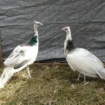 India Blue Silver Pied Peafowl