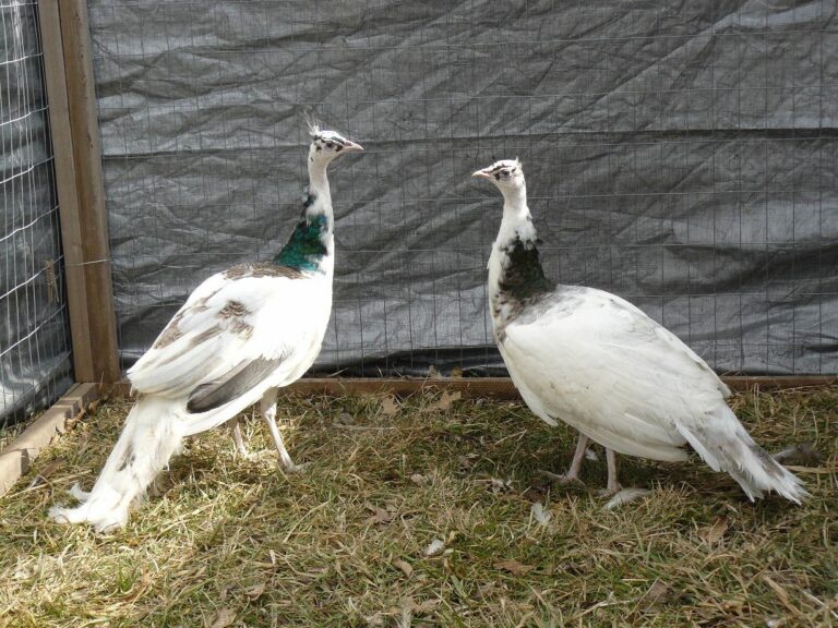 India Blue Silver Pied Peafowl