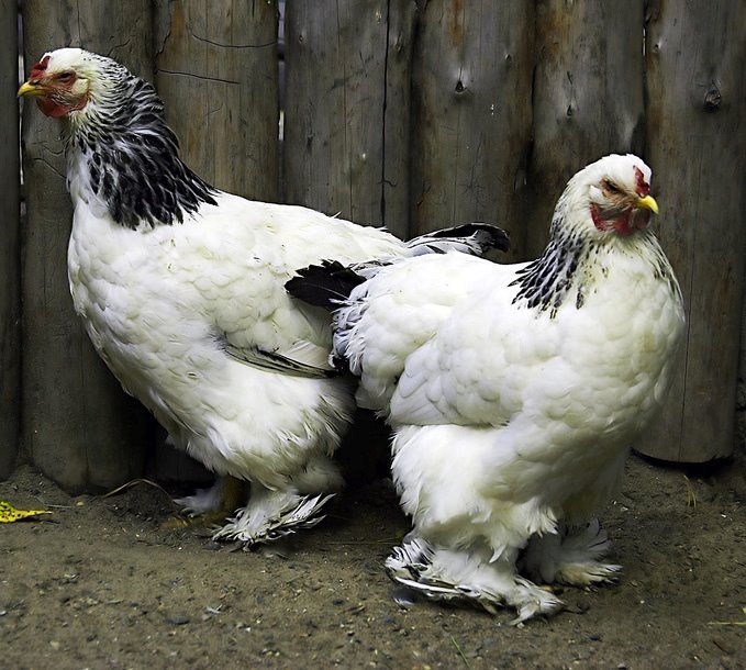 Pullet | Cackle Hatchery®