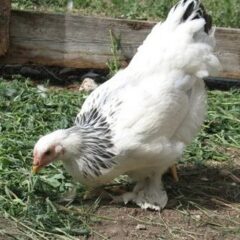 Light Brahma Started Pullet