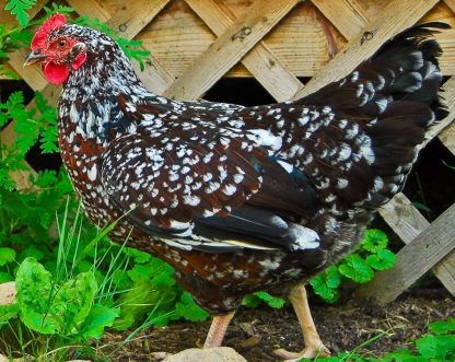 Speckled Sussex Hen