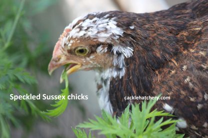 Speckled Sussex Started Pullet