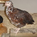 Speckled Sussex Started Pullet