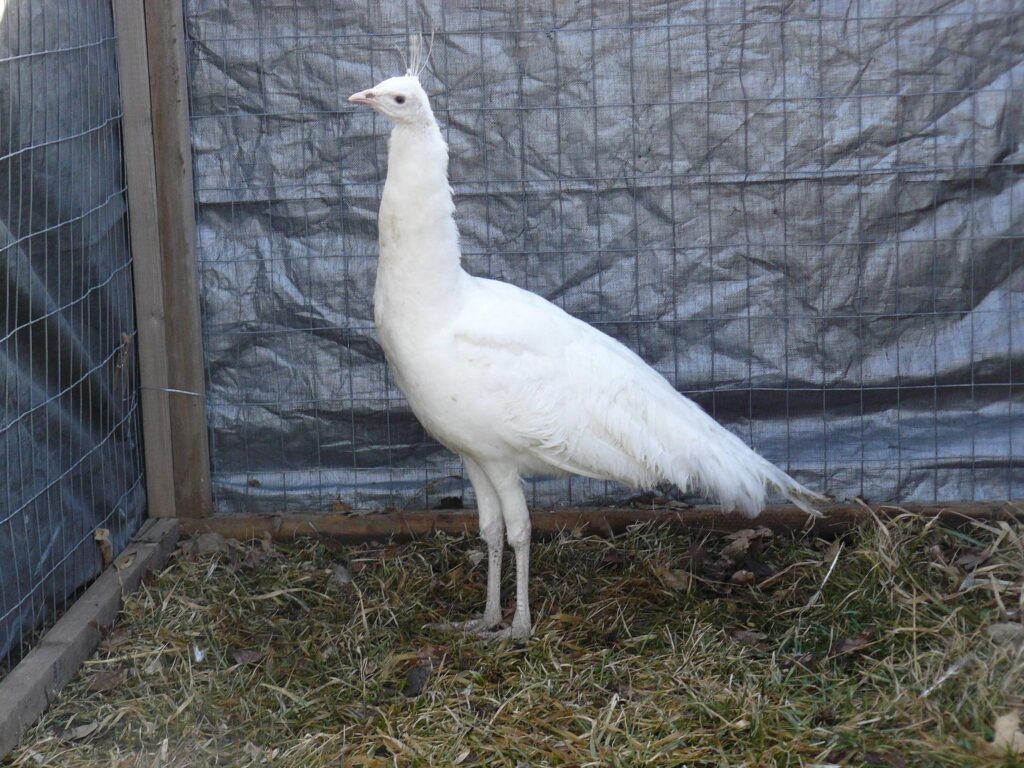 White Peafowl chicks for sale Cackle Hatchery®