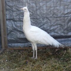 White Peafowl