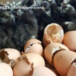 Barred Rock Fertile Hatching Eggs