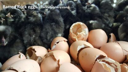Barred Rock Fertile Hatching Eggs