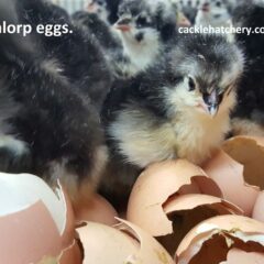 Black Australorp Fertile Hatching Eggs