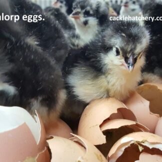 Black Australorp Fertile Hatching Eggs