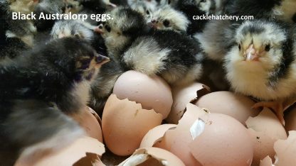 Black Australorp Fertile Hatching Eggs