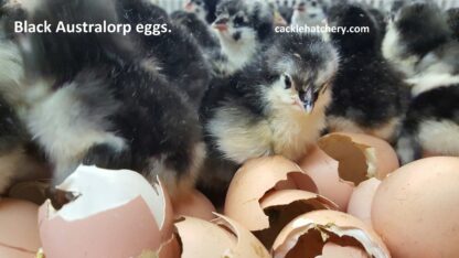 Black Australorp Fertile Hatching Eggs